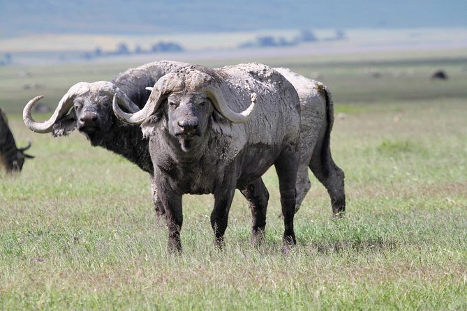 Day Trip to Ngorongoro Crater - What the schedule feels like in practice