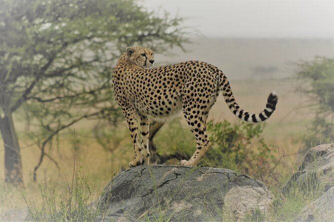 Day Trip to Selous (Nyerere) National Park Flying from Zanzibar - Quick take: what matters most