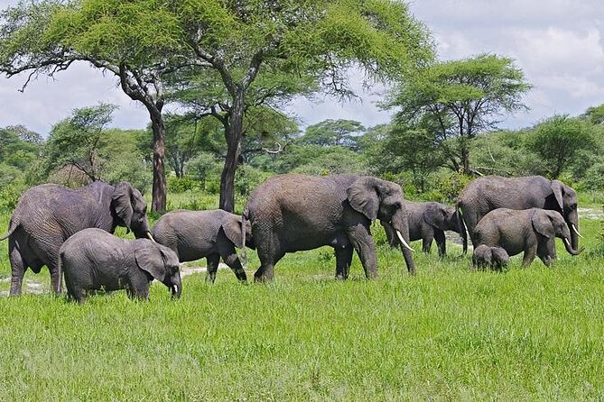 Day Trip to Selous (Nyerere) National Park Flying from Zanzibar - Is $240 good value?