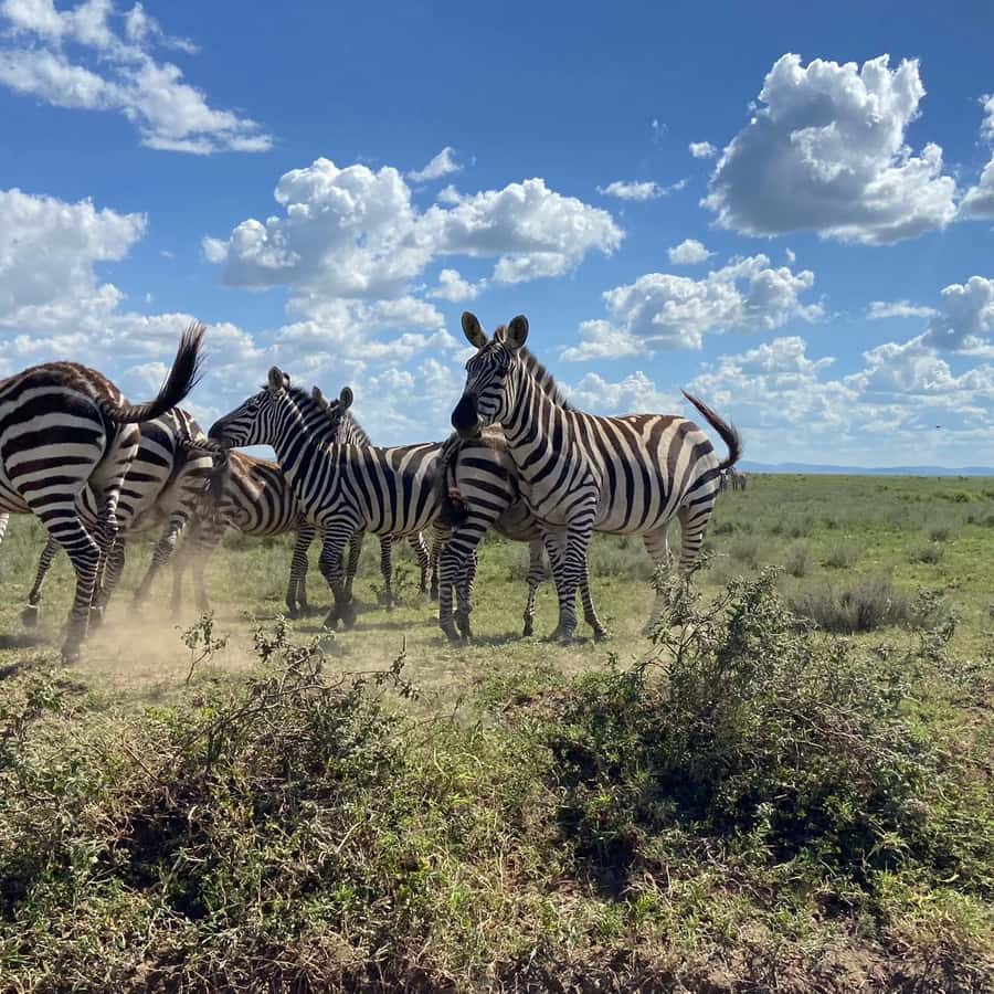 Day trip to tarangire national park - Five reasons this Tarangire day trip deserves attention