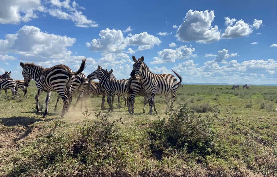 Day trip to tarangire national park - The drive from Arusha takes two to three hours