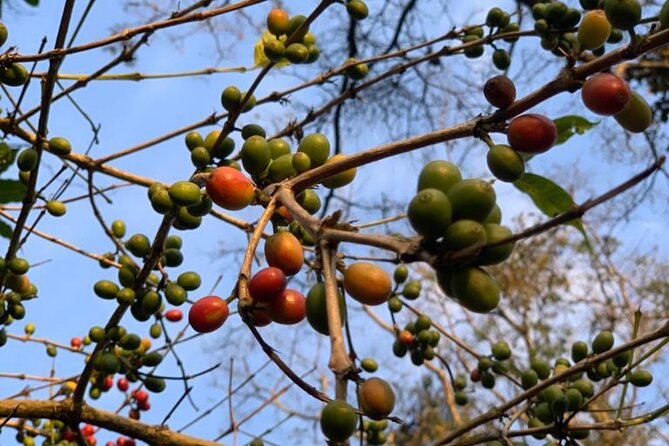 DayTour to Materuni Waterfalls with Coffee & Hotsprings Excursion - Why This Moshi Day Trip Works