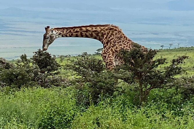 Discover Our Best 2-Day Tanzania Budget Group Lodge Safari Tour - Why this two-day Tanzania safari works