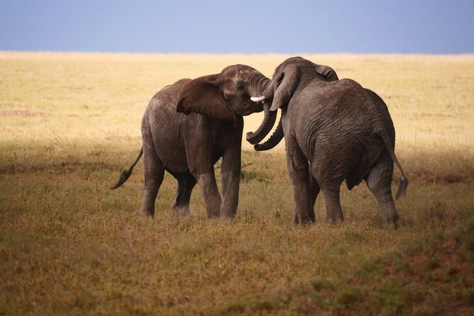 Discover Our Best 2-Day Tanzania Budget Group Lodge Safari Tour - What the $520 price really covers