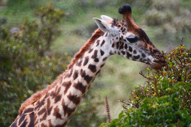 Discover Our Best 2-Day Tanzania Budget Group Lodge Safari Tour - What to pack for two active days