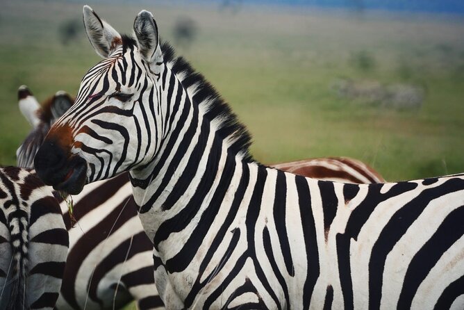 Discover Our Best 2-Day Tanzania Budget Group Lodge Safari Tour - Booking details worth confirming