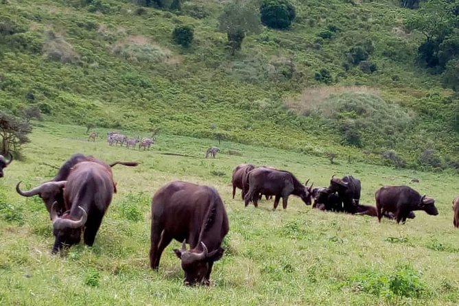 Discover Our Best 2-Day Tanzania Budget Group Lodge Safari Tour - Day two: Ngorongoro Crater in one focused morning