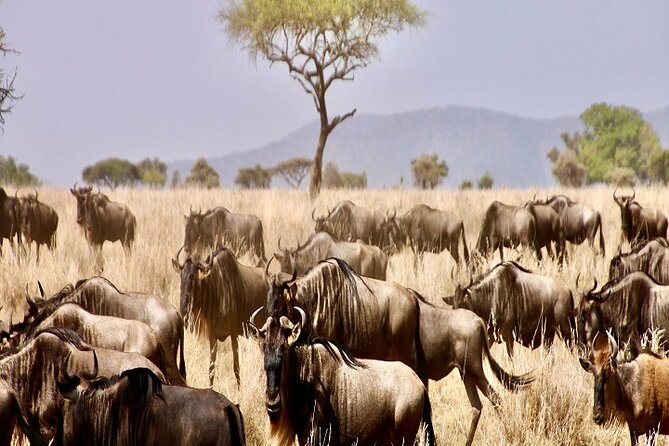 Discover Our Best Guide for 1-Day Serengeti Safari from Mwanza - A one-day Serengeti plan from Mwanza