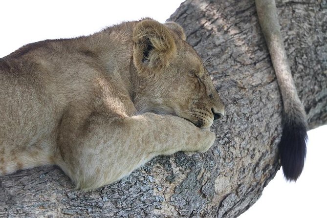 Discover Tanzania through the 3 wild classics - Starting in Arusha with a smooth airport pickup