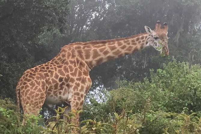 Discover the group joining for 5-day Tanzania safari in 2025 - Day 1: Tarangire brings the first big wildlife scenes