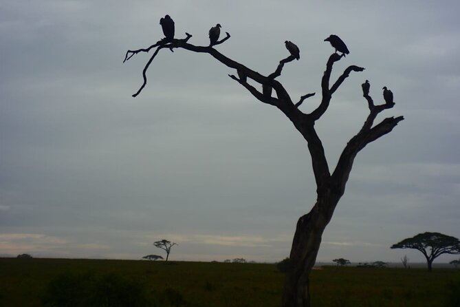 Discover the group joining for 5-day Tanzania safari in 2025 - Day 3: A morning Serengeti drive, then Ngorongoro