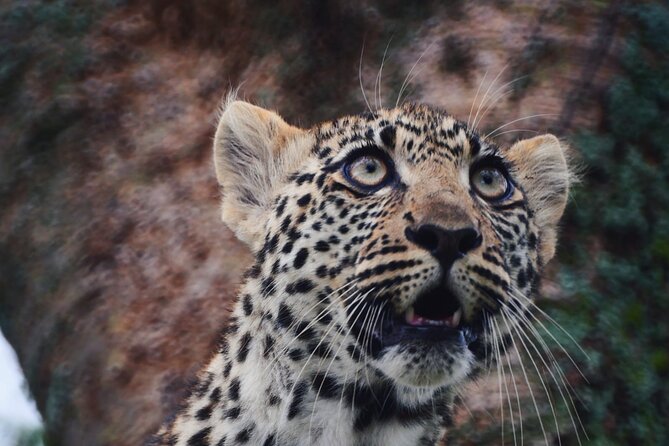 Discover the group joining for 5-day Tanzania safari in 2025 - Day 4: Ngorongoro Crater, then back to Mto wa Mbu