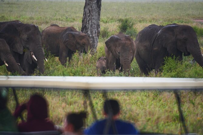 Discover the group joining for 5-day Tanzania safari in 2025 - Day 5: Lake Manyara before returning to Arusha