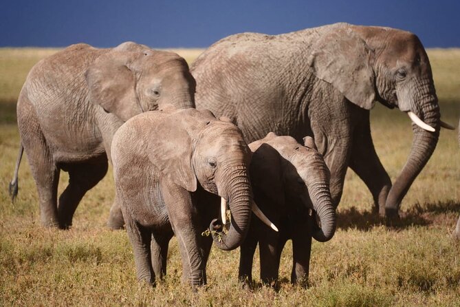 Discover the group joining for 5-day Tanzania safari in 2025 - What the $1,690 price really buys you