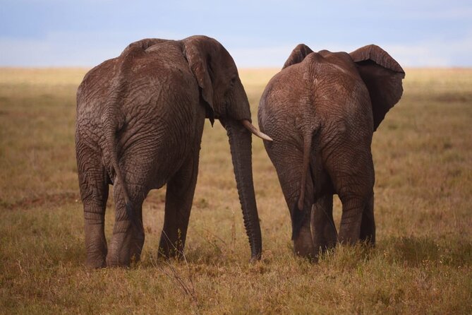 Discover the group joining for 5-day Tanzania safari in 2025 - Small group in name, but ask for the real number