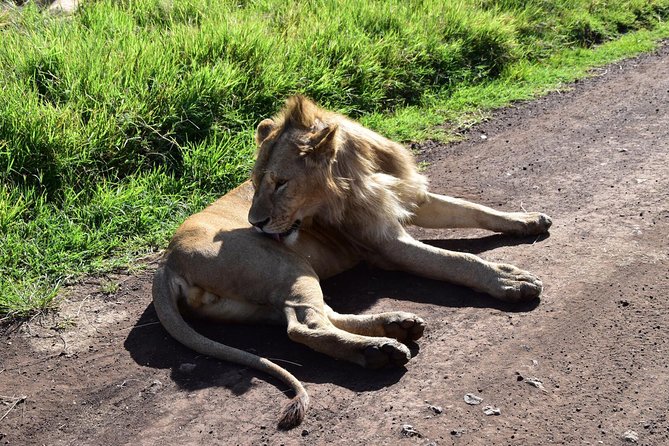 Discover The World's Top Best 4-day Tanzania Group Camping safari - Day three: dawn wildlife and the road to Ngorongoro