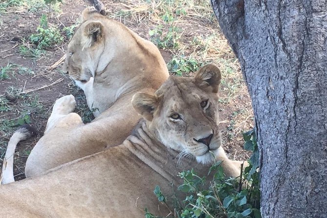 Discover The World's Top Best 4-day Tanzania Group Camping safari - Day four: five hours inside Ngorongoro Crater