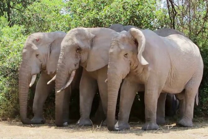 Discover The World's Top Best 4-day Tanzania Group Camping safari - Camping, food and vehicle comfort