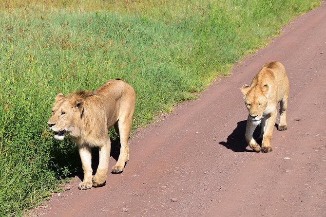Discover The World's Top Best 4-day Tanzania Group Camping safari - Guide quality and communication