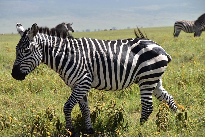 Discover The World's Top Best 4-day Tanzania Group Camping safari - Is $1,334 per person good value?