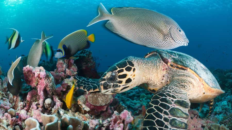 Discover Tumbatu Island: Private Snorkeling Adventure - Snorkeling over coral and fish