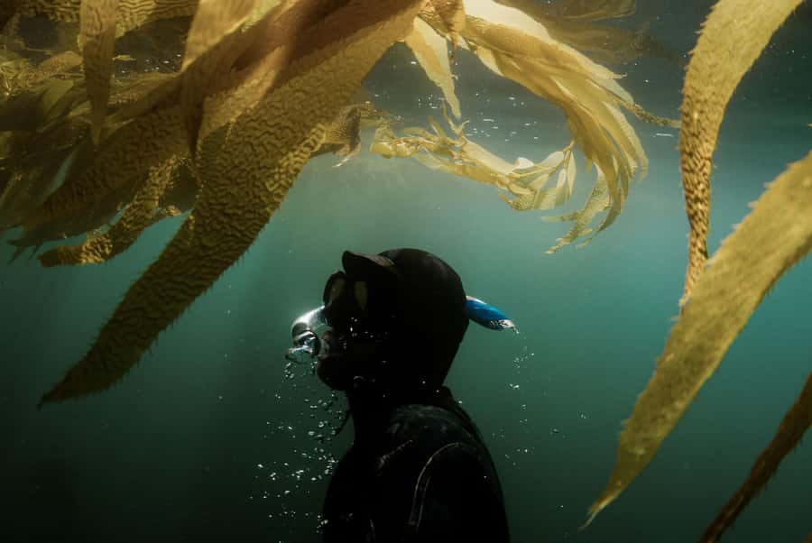 Discover Tumbatu Island: Private Snorkeling Adventure - Who should book this experience?