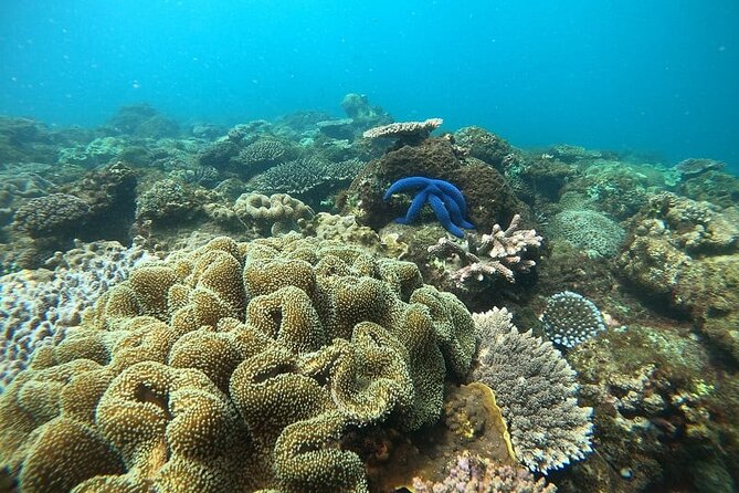 Dolphin and Tumbatu Island Snorkeling Tour with Pickup - What Ali and Raheem add to the morning