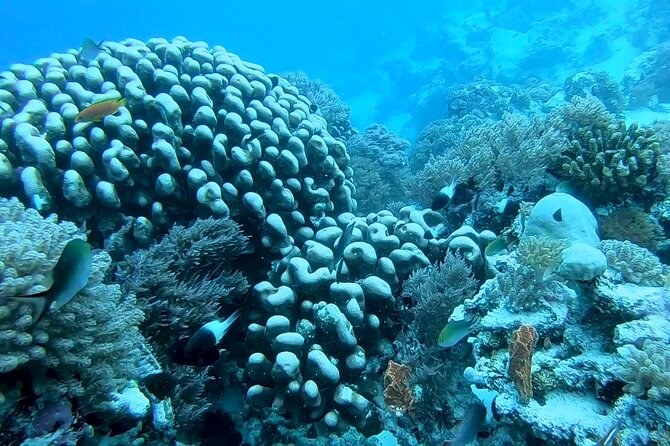 Dolphin and Tumbatu Island Snorkeling Tour with Pickup - Is $90 a fair price?