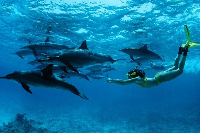 Dolphin and Tumbatu Island Snorkeling Tour with Pickup - Who will enjoy this trip most?