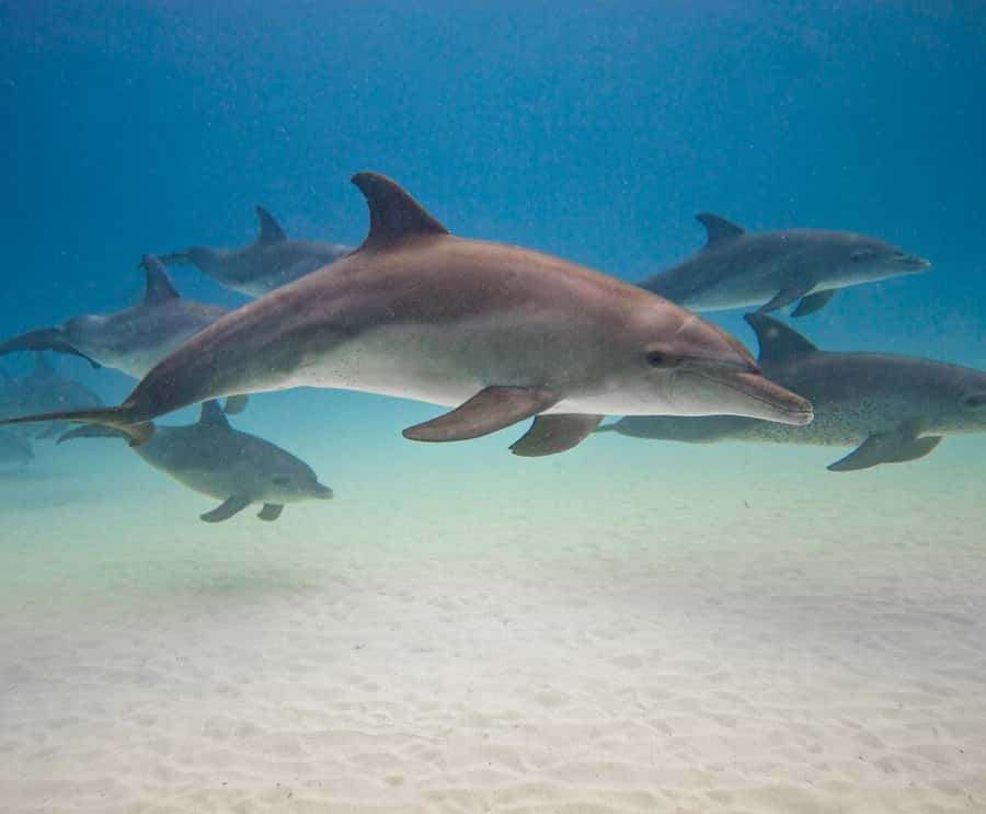 Dolphin tour at kizimkazi and Salaam cave - The 30-minute speedboat ride to Kizimkazi