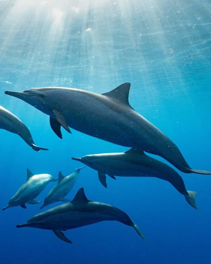 Dolphin tour at kizimkazi and Salaam cave - What to expect in the water