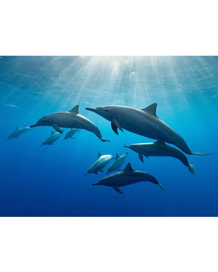 Dolphin tour at kizimkazi and Salaam cave - Setting off from your hotel or meeting point