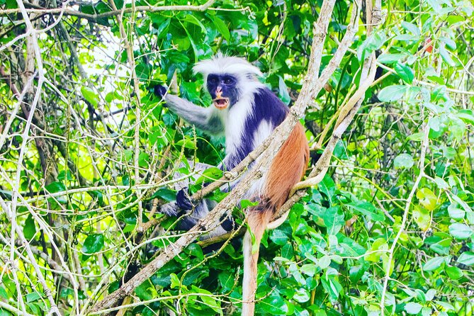 Dolphin Tour Jozan Forest, Kuza Cave, Paje Becach &The Restaurent - What this Zanzibar day tour is really trying to do