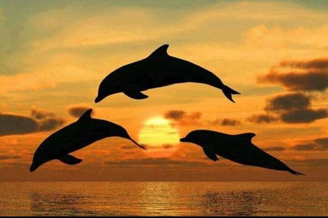 Dolphin Tour Jozan Forest, Kuza Cave, Paje Becach &The Restaurent - Get a short look at Paje Beach