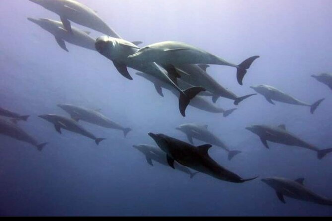 Dolphin Tour Jozan Forest, Kuza Cave, Paje Becach &The Restaurent - Why the private format matters