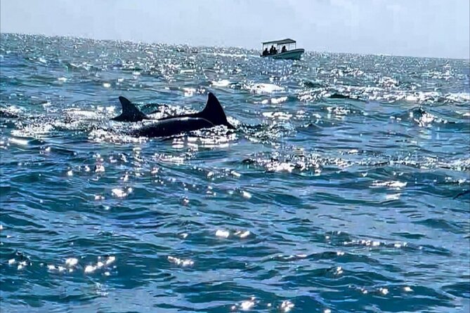 Dolphin Tour Jozan Forest, Kuza Cave, Paje Becach &The Restaurent - What to pack for this 10-hour outing