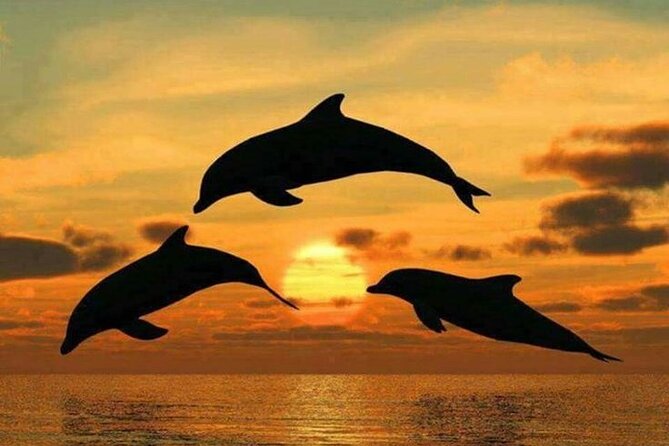 Dolphin tour, Jozani Forest, Jambiani Kuza Cave, Paje Beach &The Rock restaurent - Private transport, guides, and pickup