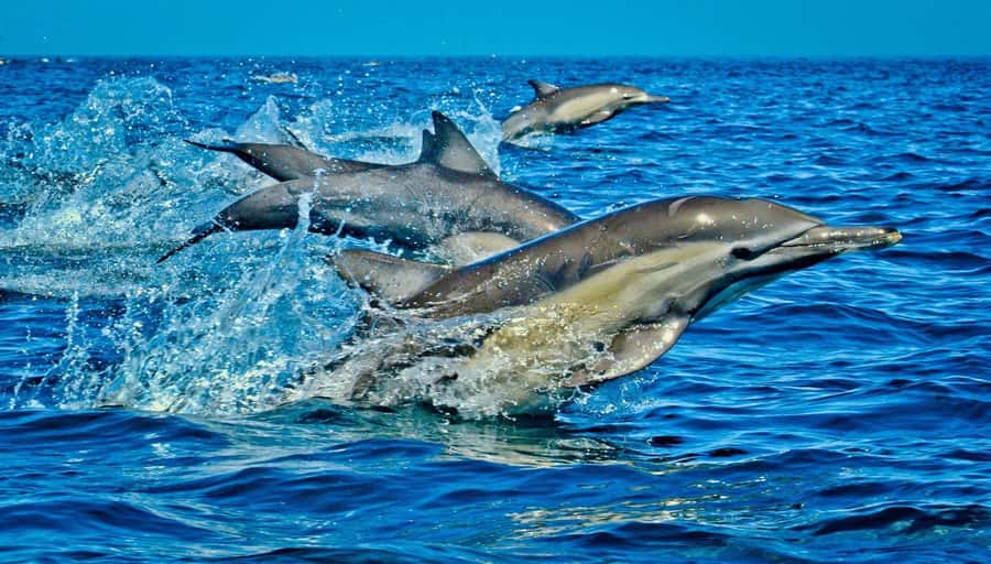 Dolphin Tour, Jozani Forest, Prison Island, Island Pongwe - Kizimkazi Beach and the three-hour dolphin search