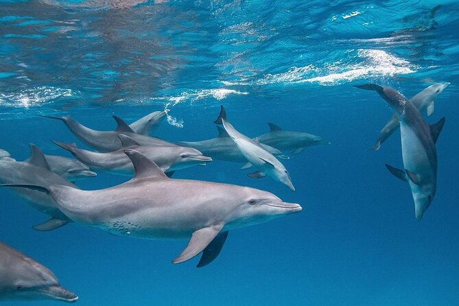Dolphin Tour, Jozani Forest Tour, Kuza Cave Tour, Paje Beach,The Rock Restaurant - Private transport and the people who make the difference