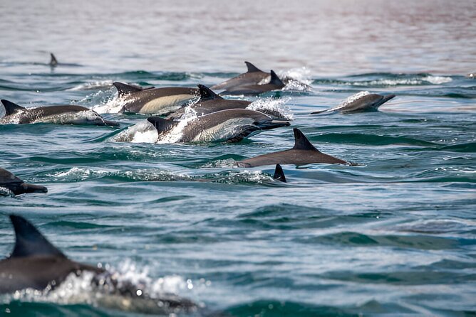 Dolphin Watching Tour & Josani Forest Sea Trip - Zanzibar - Key points to know before booking