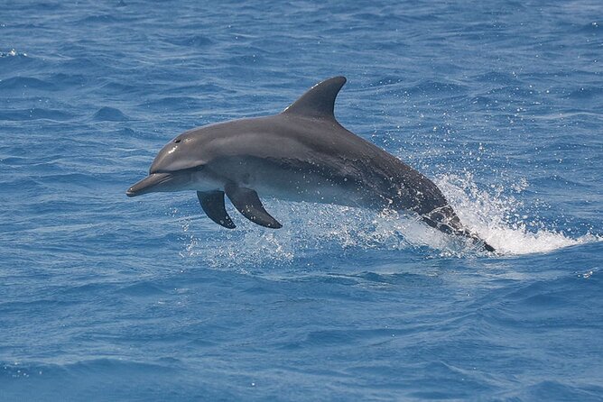 Dolphin Watching Tour & Josani Forest Sea Trip - Zanzibar - From the forest to Kizimkazi’s coast