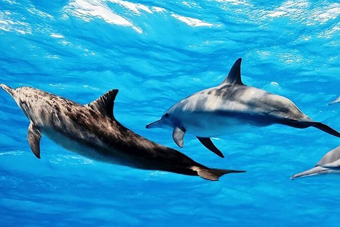 Dolphin Watching Tour & Josani Forest Sea Trip - Zanzibar - Snorkeling among coral and marine life