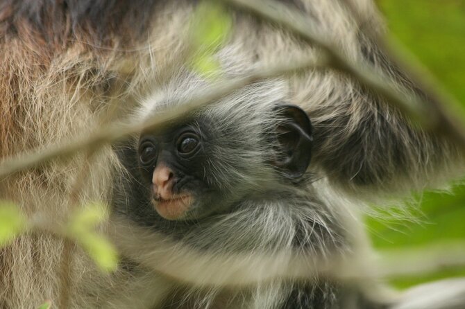 Dolphin Watching Tour & Josani Forest Sea Trip - Zanzibar - What the $75 price really includes