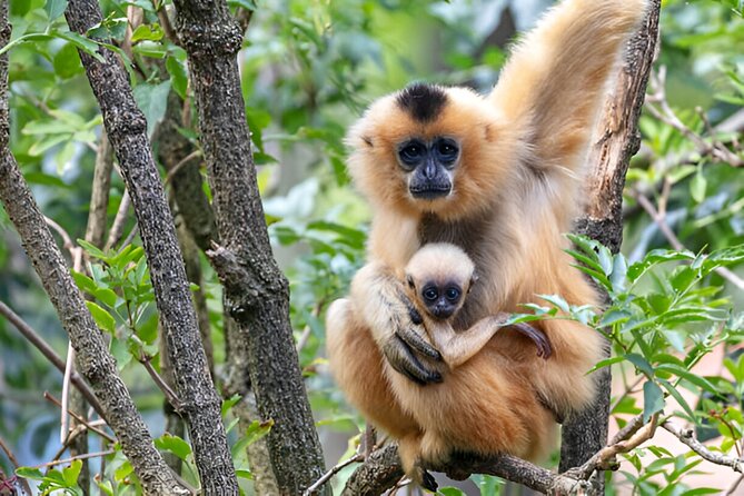 Dolphin Watching Tour & Josani Forest Sea Trip - Zanzibar - A practical way to prepare
