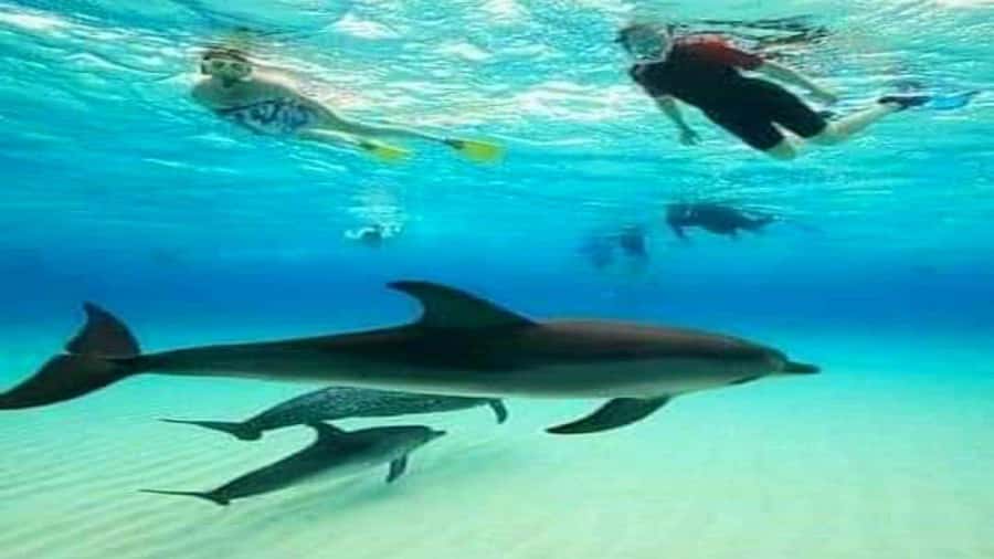 Dolphins & Snorkeling Zanzibar: Mnemba Island Tour - Two hours over the Mnemba coral reefs