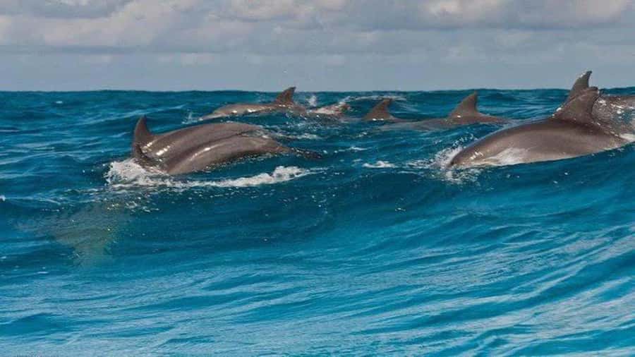 Dolphins & Snorkeling Zanzibar: Mnemba Island Tour - One hour of searching for dolphins