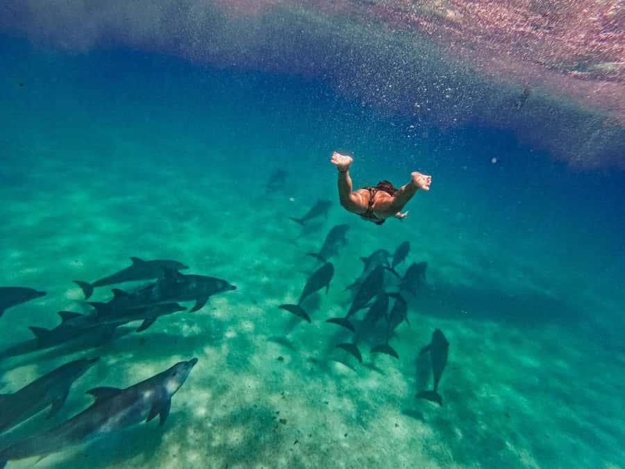 Dolphins tour and turtles swimming in kizimkazi - Why Kizimkazi is the right setting for this outing