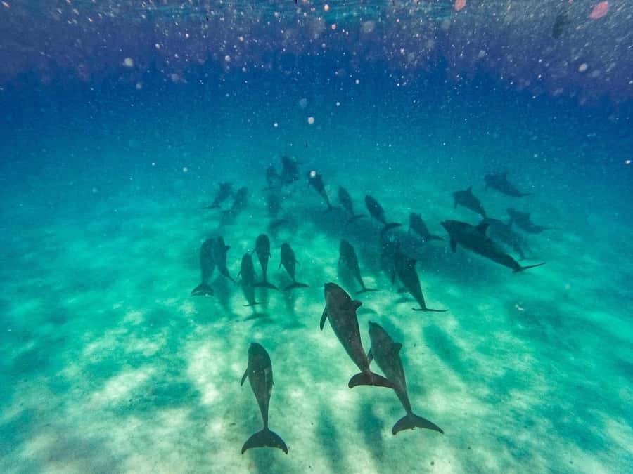 Dolphins tour and turtles swimming in kizimkazi - The Kizimkazi Mkunguni dolphin search