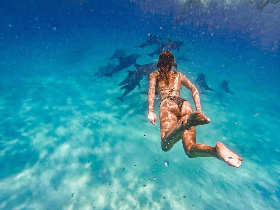 Dolphins tour and turtles swimming in kizimkazi - Is $100 per person good value?