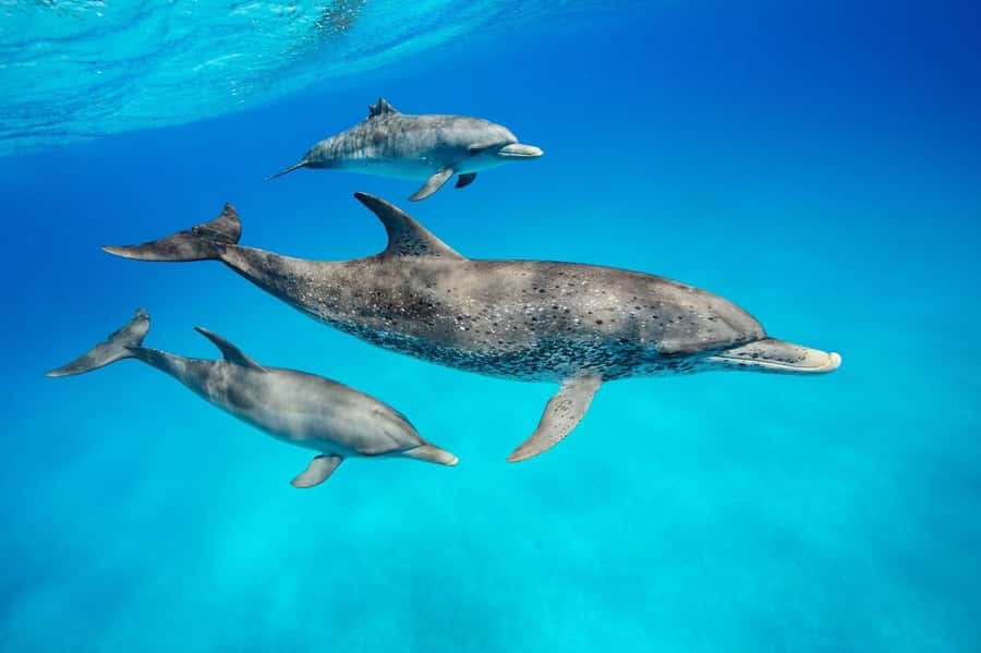 Dolphins tour and turtles swimming in kizimkazi - Pickup across Zanzibar and the 30-minute boat ride